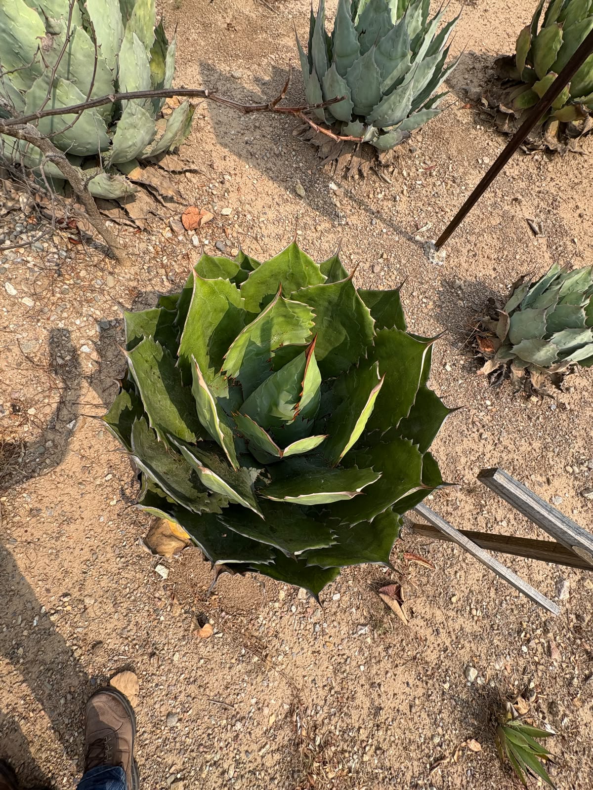 Ruta 3: Experiencia Artesanal del Mezcal en Matatlán 4
